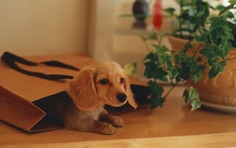Dachshund Puppy Wallpaper