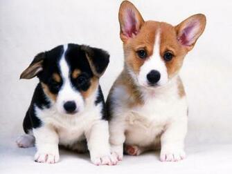Dog Pictures Beautiful Dogs Wallpaper Full HD