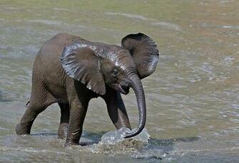 Animals Zoo Park Baby African Elephants Photo And Pictures