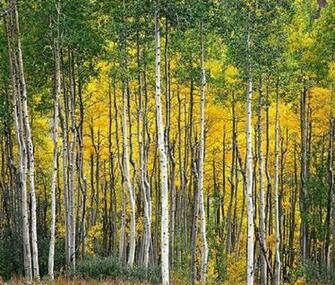 White Birch Tree Photos Trees And Flowers Pictures