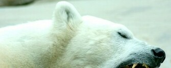 Polar Bear Wallpaper