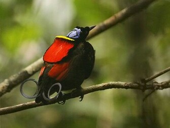 Wallpaper Birds Of Paradise