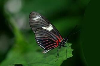 Nice Wallpaper Animals 3d Nature