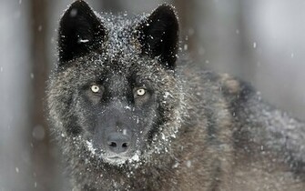 Black Wolf