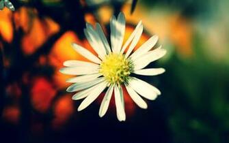 White Daisy Flower Wallpaper