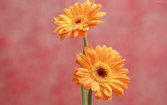Descargar Fondos De Pantalla Flores Naranjas Hermosas HD Widescreen