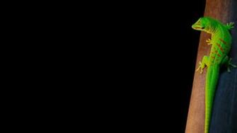 Lizard HD Wallpaper High Quality