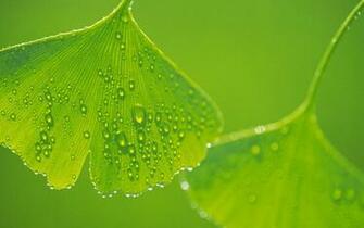 Wallpaper Green Leaf