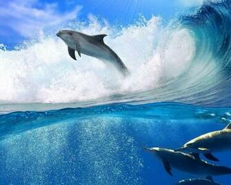 Swimming Dolphins Wallpaper