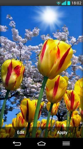 Aumentar Captura De Pantalla Flores Fondos Animados Para Android
