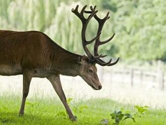 3d Wallpaper Uk Top Ten Beaches Friends Deer
