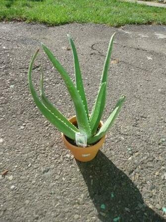 Wallpaper Health Benefits Of Aloe Vera