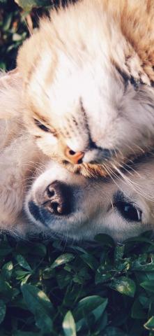 Cat And Dog Animal Love Nature Pure iPhone X Wallpaper
