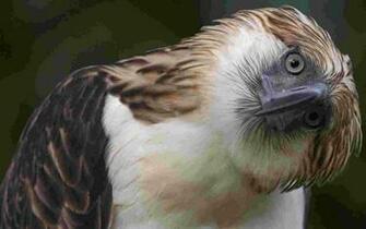 Philippine Eagle Wallpaper Birds Nature Collection