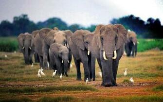 Wallpaper African Elephant Desktop Background