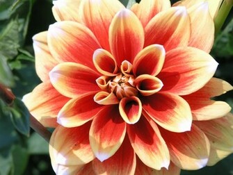 Dahlia Red Maron HD Wallpaper Flowers