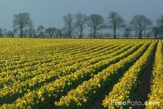 07 Field Of Daffodils Jpg