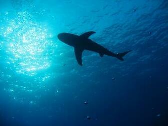 Sharks Wallpaper For iPhone Shark
