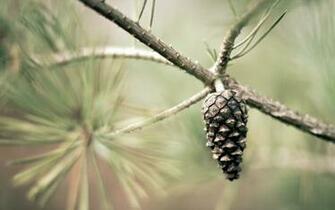 Wonderful HD Pine Cone Wallpaper HDwallsource