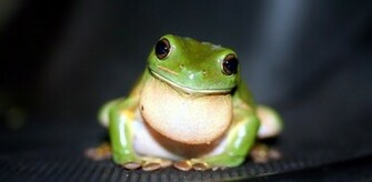 Cute Frog Wallpaper