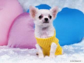 Wallpaper Animal Chihuahua