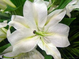 Posted In Flower Tags Lily Wallpaper