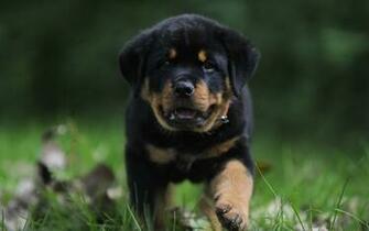 Best Rottie Wallpaper