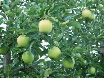 Apple Tree Wallpaper Du061 Fruit