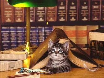 Books Cats Photography Desktop Wallpaper S