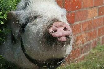 Small Pig Is But I Have Pet Pigs