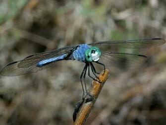 Dragonfly Wallpaper
