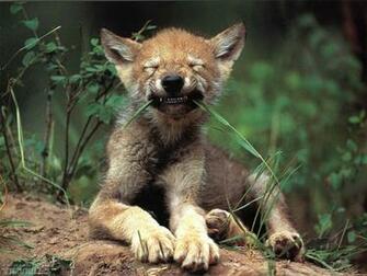 Wolf Cub Desktop And Mobile Wallpaper Wallippo