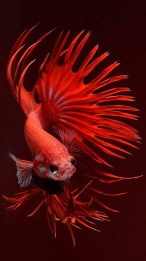 iPhone 6s Fish Red Wallpaper Choose The Size Below To