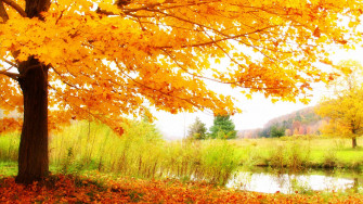 Fall Tree By The Lake Wallpaper