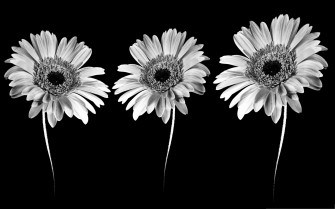 Black And White Flower Wallpaper