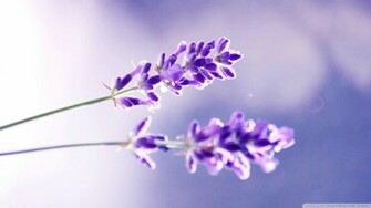 Lavender Flower Wallpaper HD Pretty