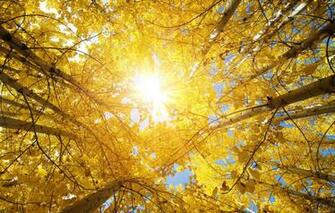 Wallpaper Leaves Landscape Nature India Beautiful