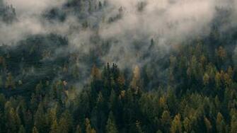 Foggy Forest Wallpaper