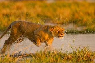 Wallpaper High Resolution Desktop Image Aferican Lion HD