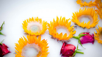 Sunflowers And Roses Wallpaper