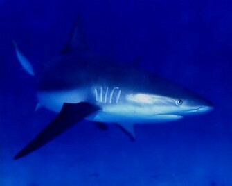 Big Sharks