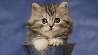 All In One Wallpaper Super Cute Cats