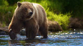 Brown Bear Wallpaper