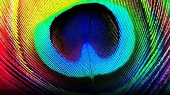Peacock Feathers Background Net