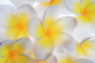 Backlit Plumeria Background Photograph By Vishwanath Bhat
