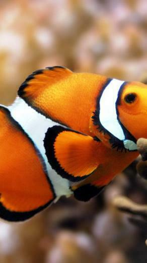 Fish Jpg