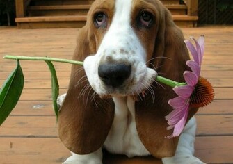 Cachorro Basset Hound Wallpaper