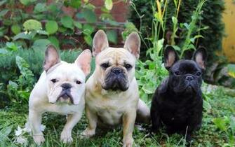 French Bulldogs Wallpaper