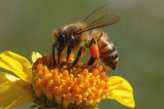Honey Bee Pictures