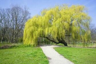 Selected Webshots Premium Wallpaper Mania